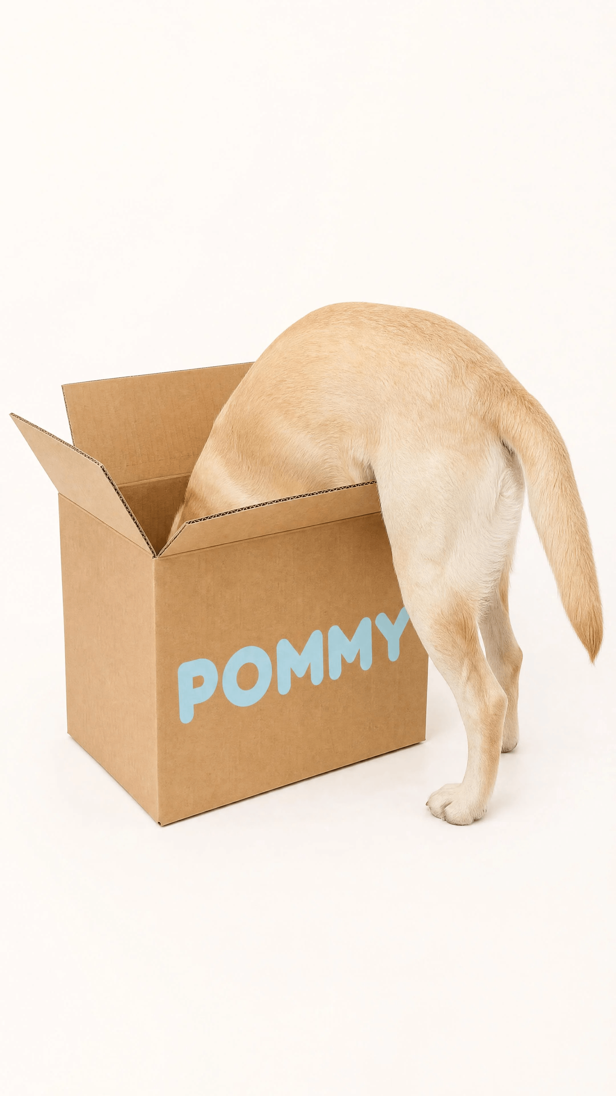 Yellow Labrador exploring a giant kraft POMMY shipping box