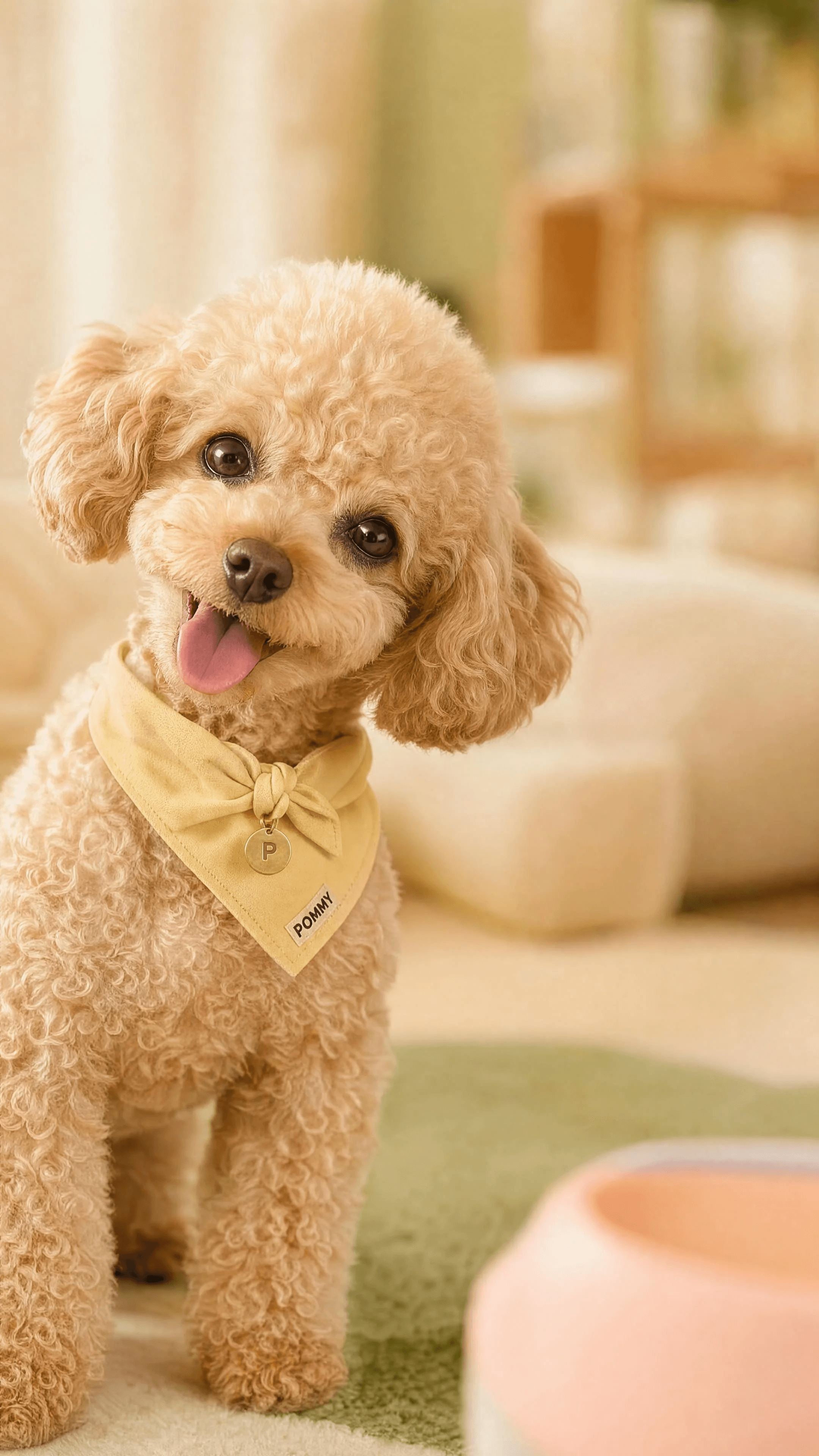 Cream poodle wearing a butter-yellow POMMY bandana in a playful home portrait