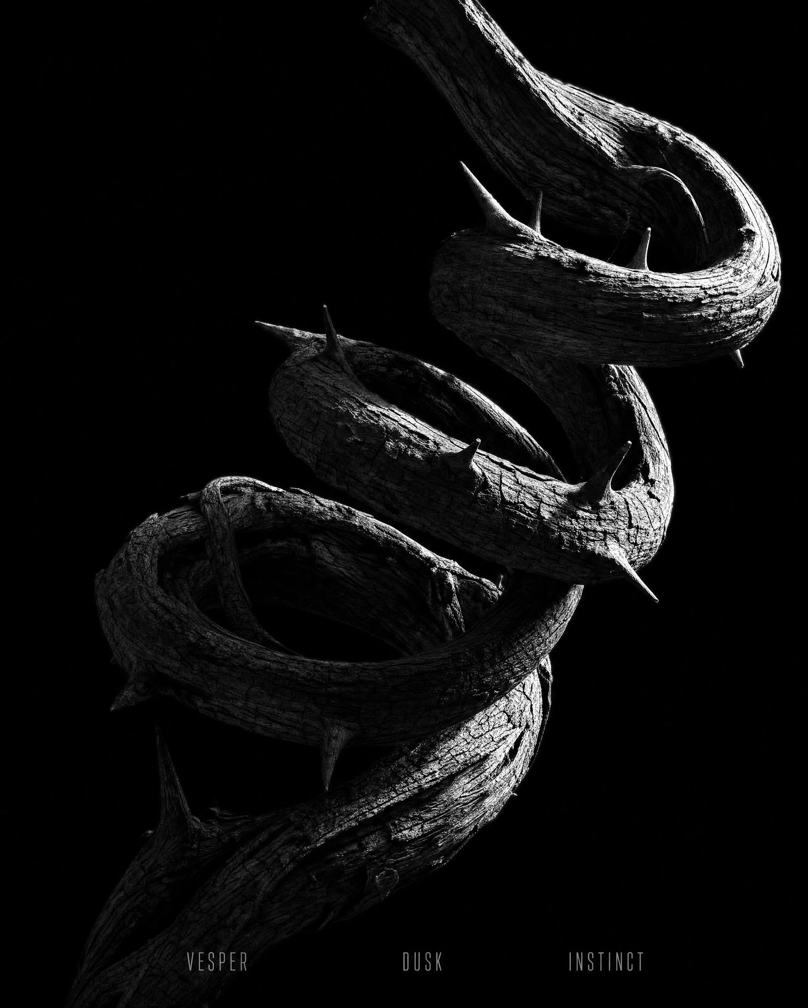 VESPER: The Instinct — Macro texture — a coiled grapevine tendril in black and white